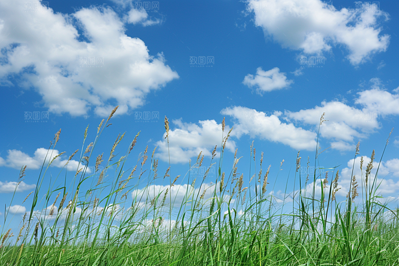 狗尾巴草田野草原摄影图