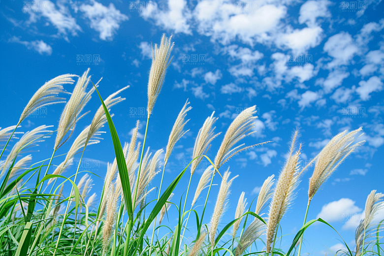 狗尾巴草自然夏季摄影图