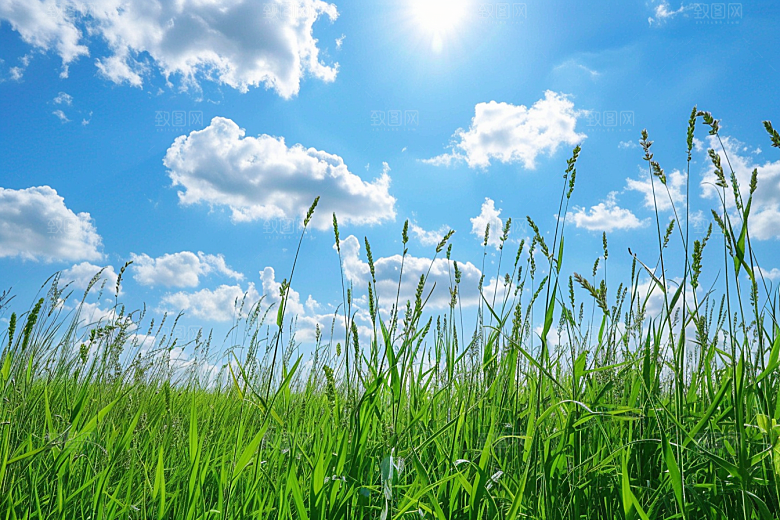 狗尾巴草高清夏季摄影图