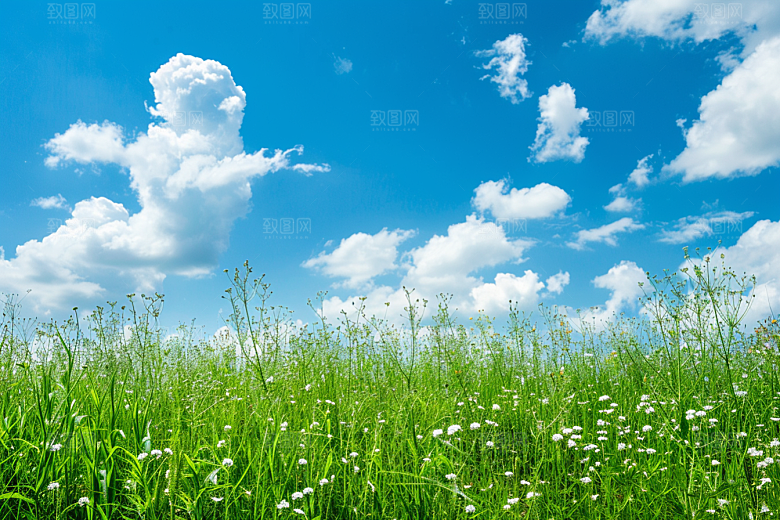 狗尾巴草绿色蓝天白玉摄影图