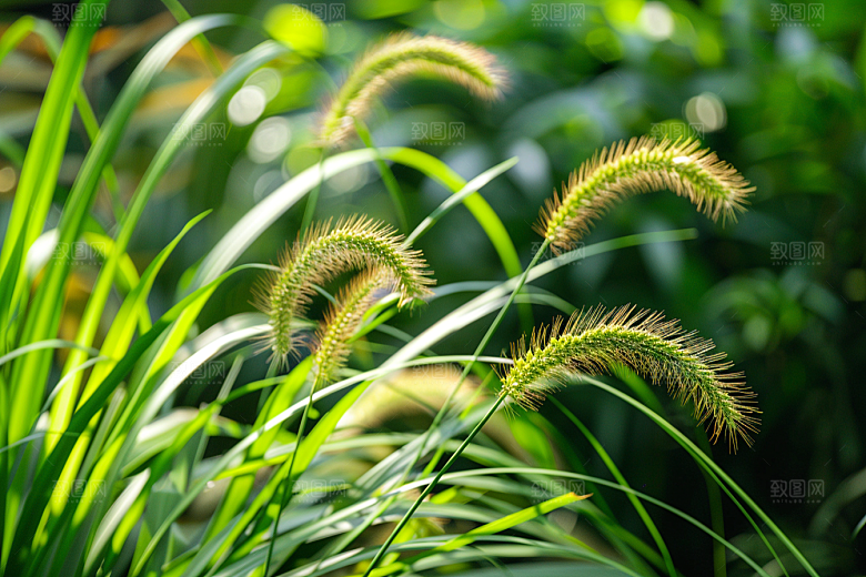 狗尾巴草草场青草摄影图