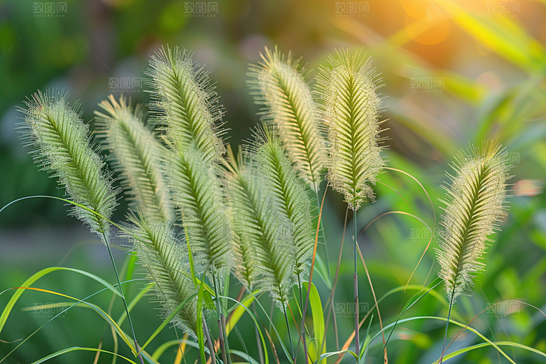 狗尾巴草草场绿草摄影图