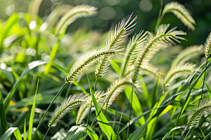 狗尾巴草草地田野摄影图