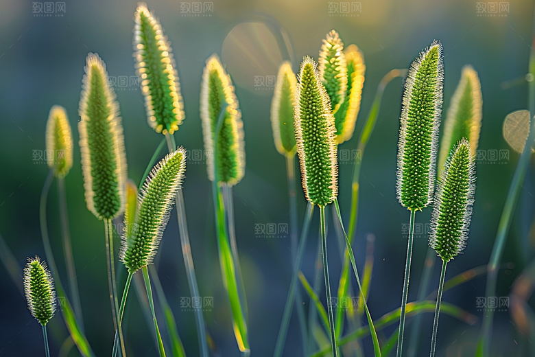 狗尾巴草夏天草原摄影图