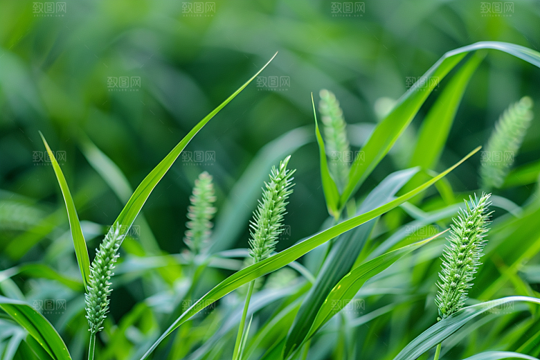 狗尾巴草清新草地摄影图