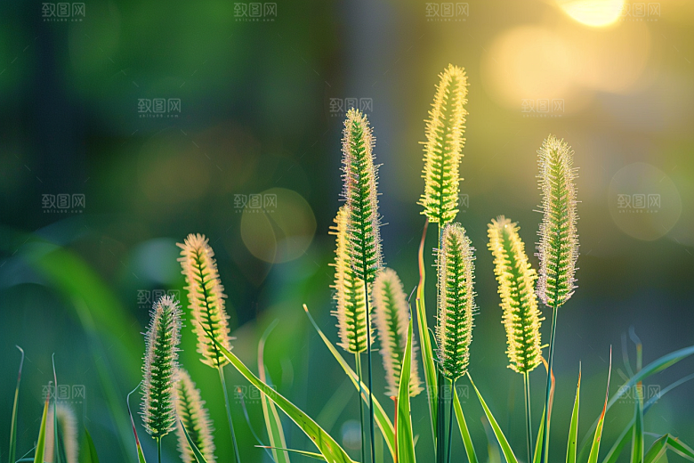 狗尾巴草清新自然摄影图