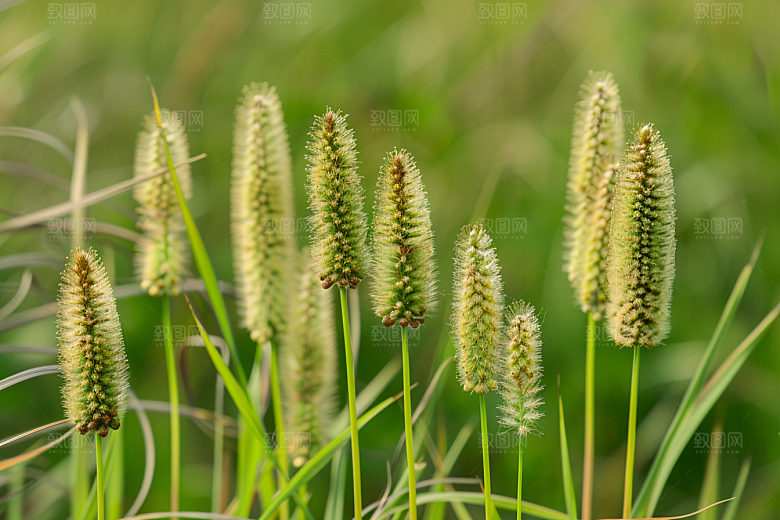 狗尾巴草蓝天白玉绿色摄影图