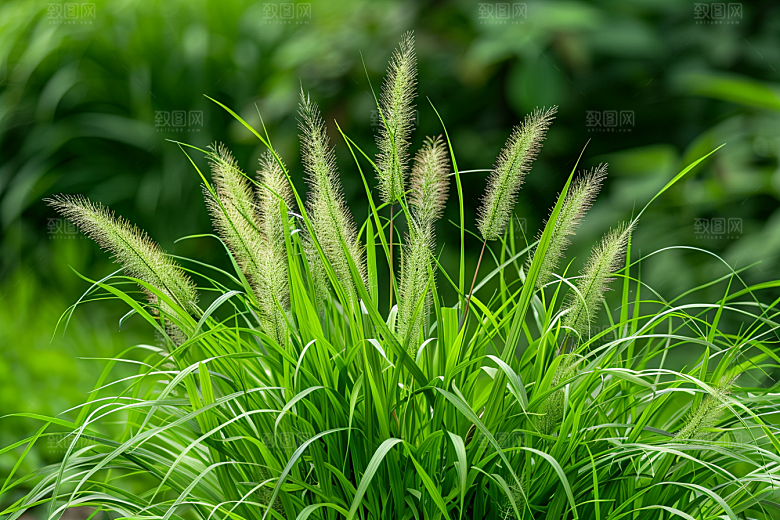 狗尾巴草绿草夏季摄影图