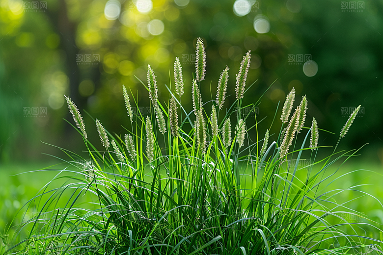 狗尾巴草清新夏天摄影图