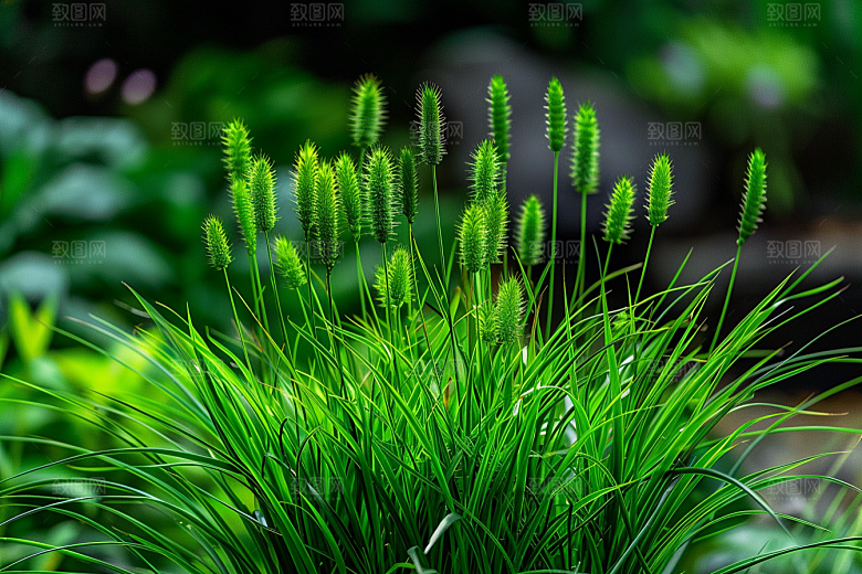 狗尾巴草清新自然摄影图