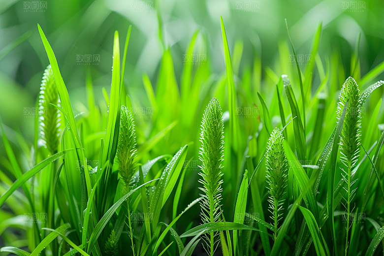 狗尾巴草蓝天白玉夏季摄影图