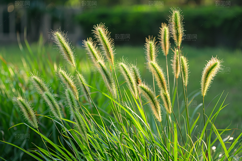 狗尾巴草蓝天白玉草场摄影图
