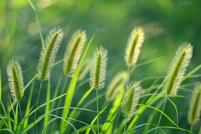 狗尾巴草绿草清新摄影图