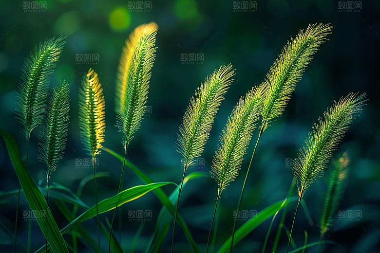狗尾巴草草场田野摄影图