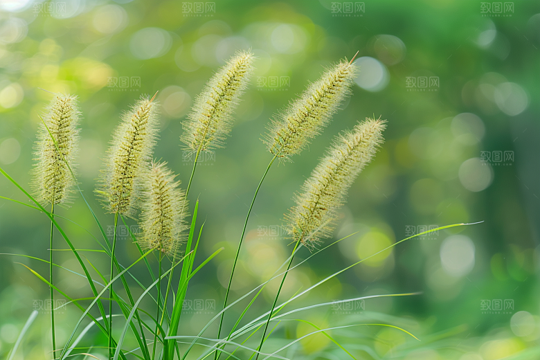 狗尾巴草广阔青草摄影图