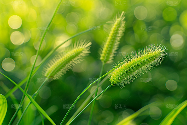 狗尾巴草夏季草原摄影图