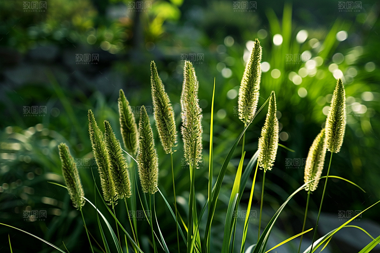狗尾巴草夏季广阔摄影图