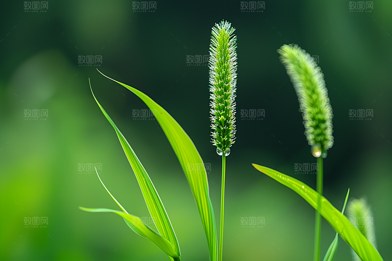 狗尾巴草青草蓝天白玉摄影图