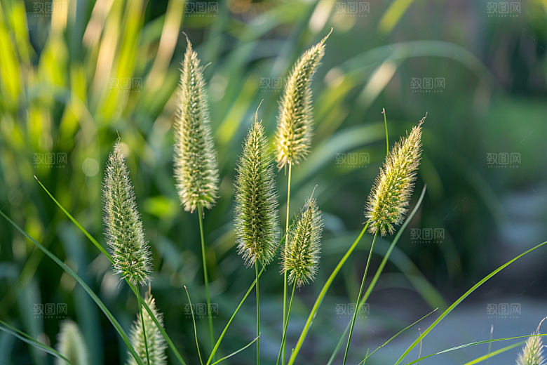 狗尾巴草草地蓝天白玉摄影图