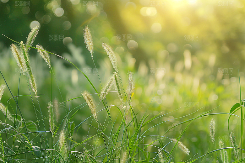 狗尾巴草绿草草原摄影图