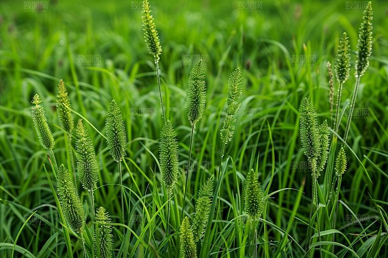 狗尾巴草夏季青草摄影图