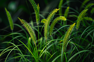 狗尾巴草绿草青草摄影图