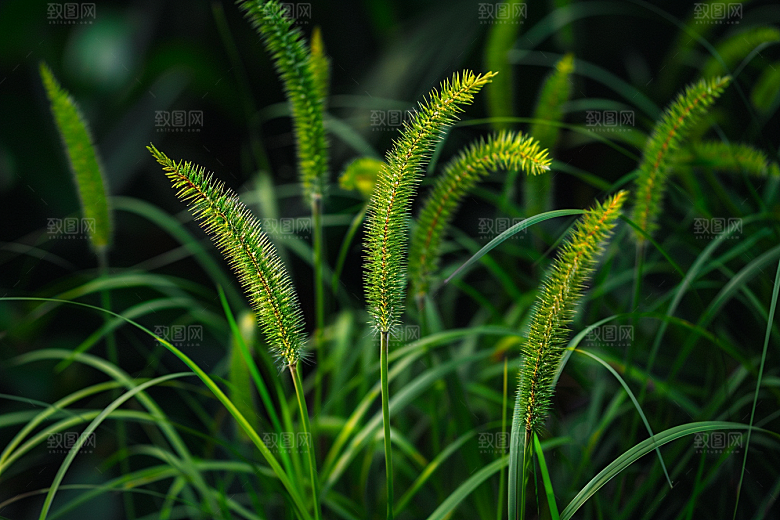 狗尾巴草绿草青草摄影图