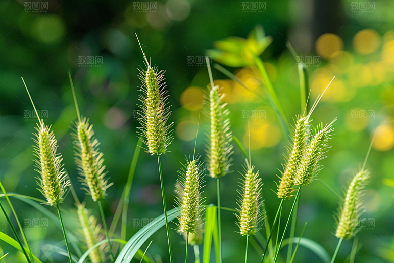 狗尾巴草草原高清摄影图