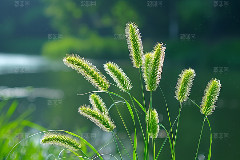 狗尾巴草青草清新摄影图