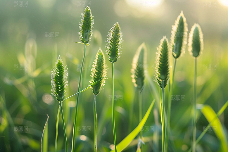 狗尾巴草夏季绿色摄影图