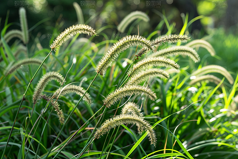 狗尾巴草田野夏季摄影图
