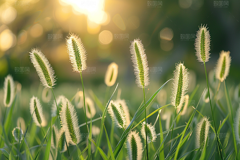 狗尾巴草绿草草原摄影图