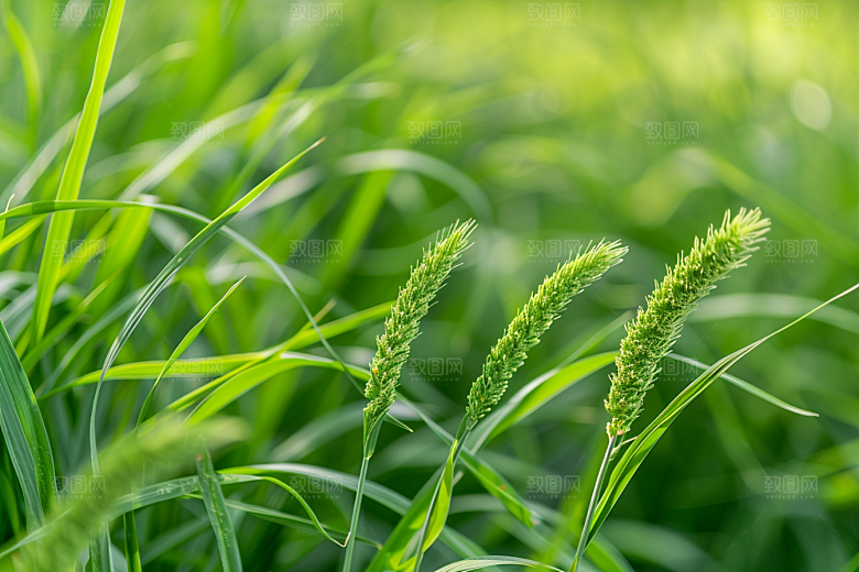狗尾巴草草地绿色摄影图