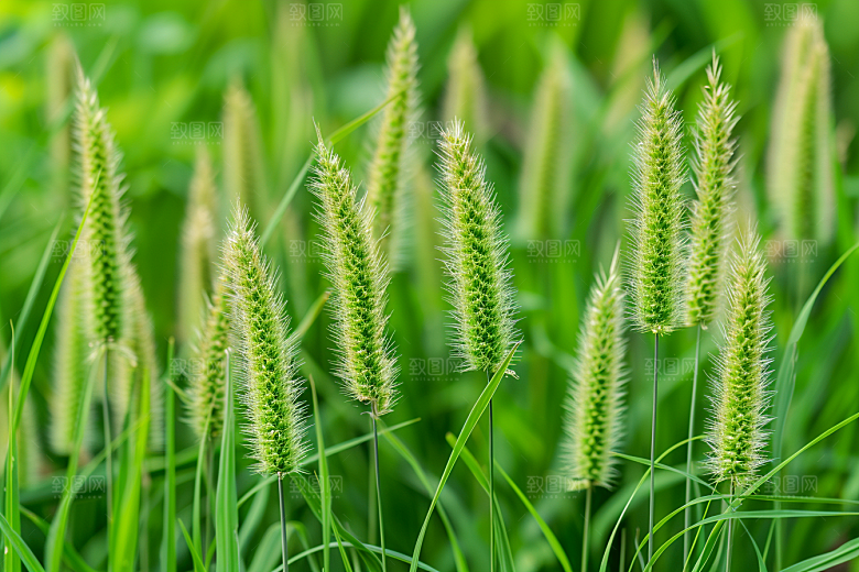 狗尾巴草草地田野摄影图