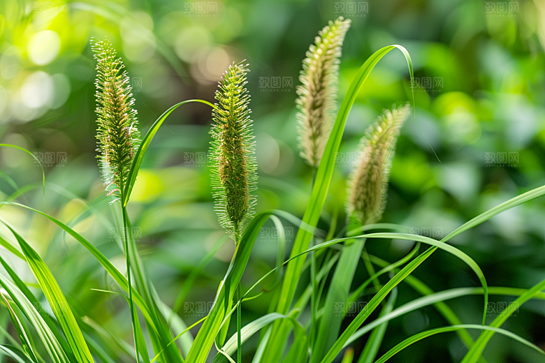 狗尾巴草草原草地摄影图