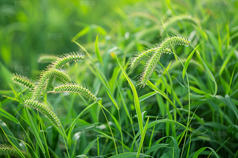 狗尾巴草绿草清新摄影图