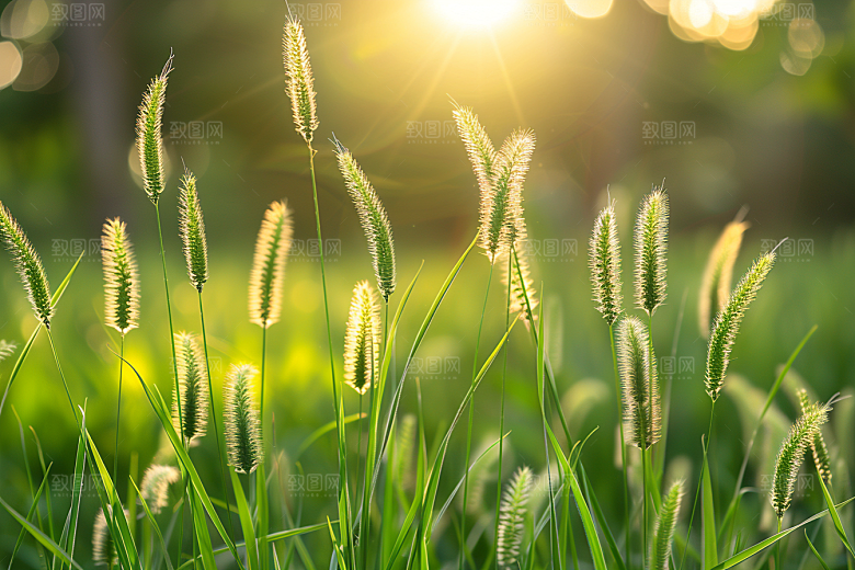 狗尾巴草草地青草摄影图