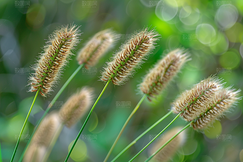狗尾巴草绿草自然摄影图