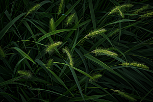 狗尾巴草夏季夏天摄影图