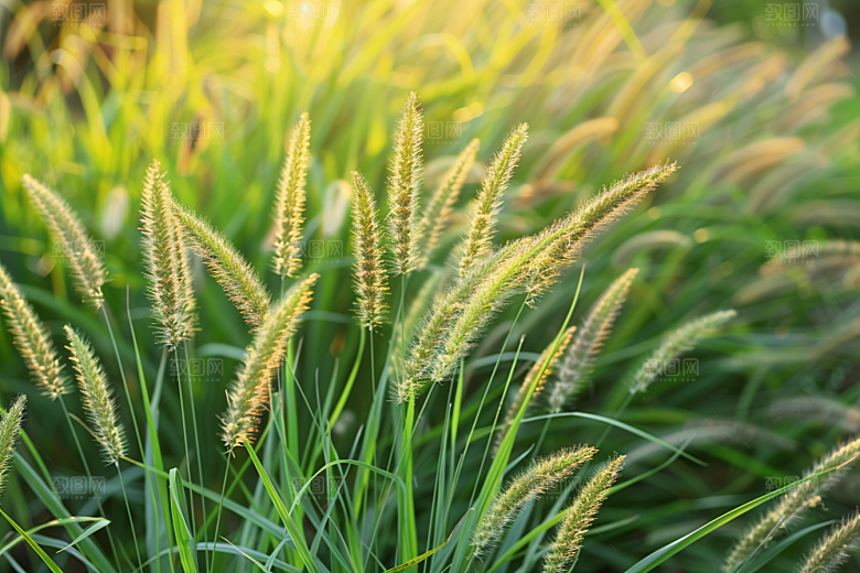 狗尾巴草草地清新摄影图