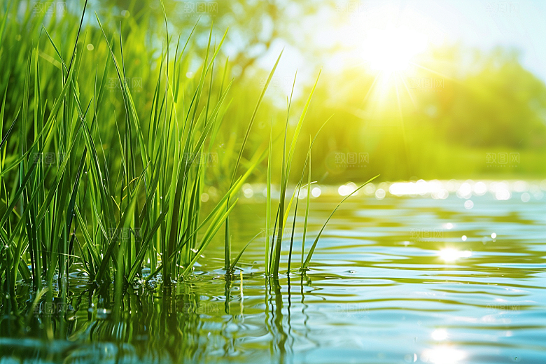 狗尾巴草广阔夏天摄影图