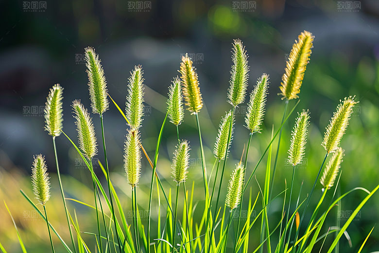 狗尾巴草夏天青草摄影图