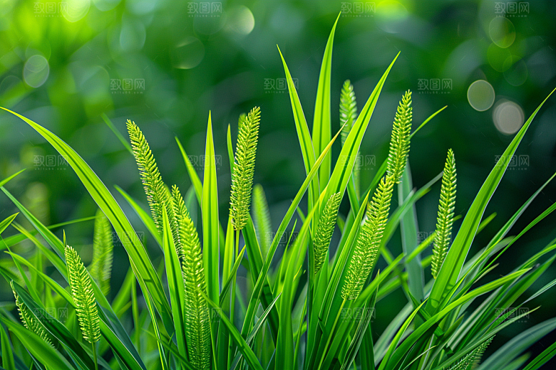 狗尾巴草高清草地摄影图