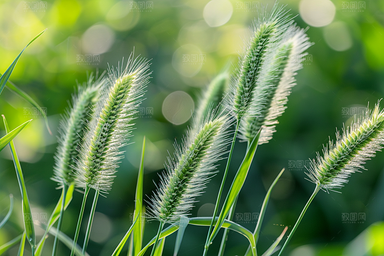 狗尾巴草草场清新摄影图