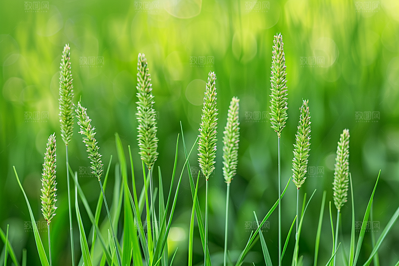 狗尾巴草绿色绿草摄影图