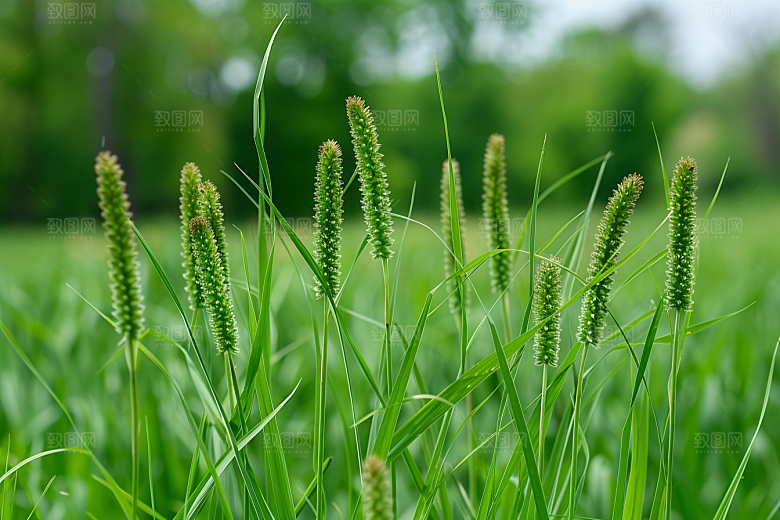 狗尾巴草夏季高清摄影图