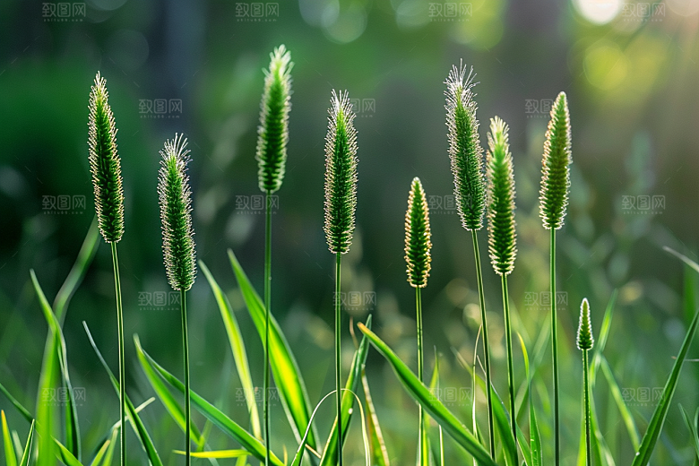 狗尾巴草高清清新摄影图