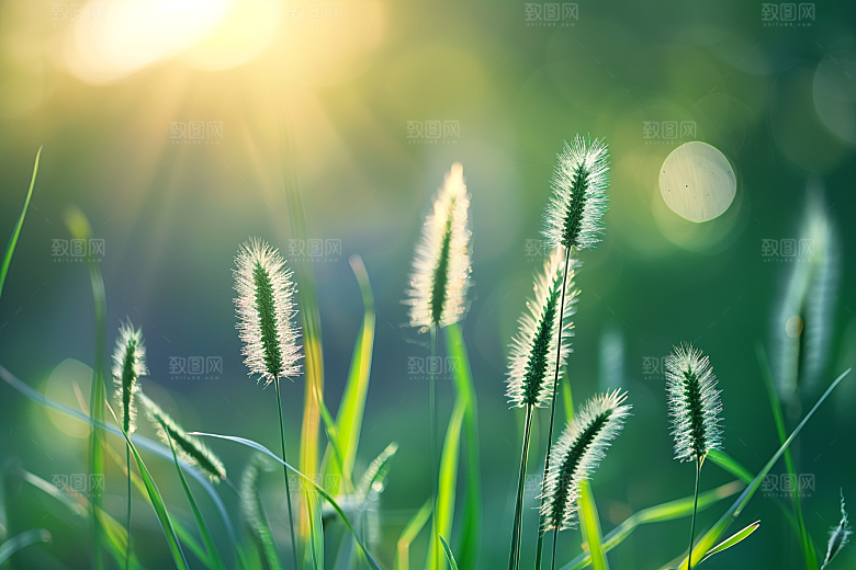 狗尾巴草夏季清新摄影图