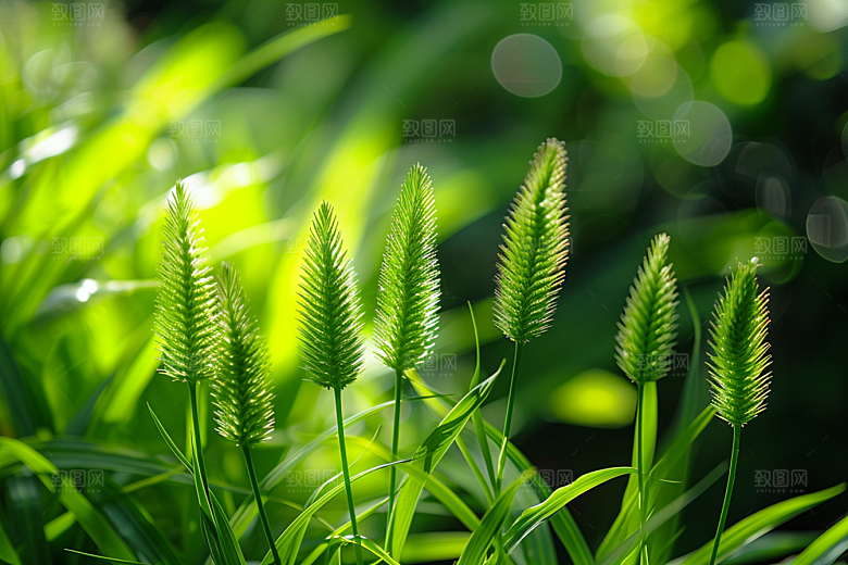 狗尾巴草蓝天白玉自然摄影图
