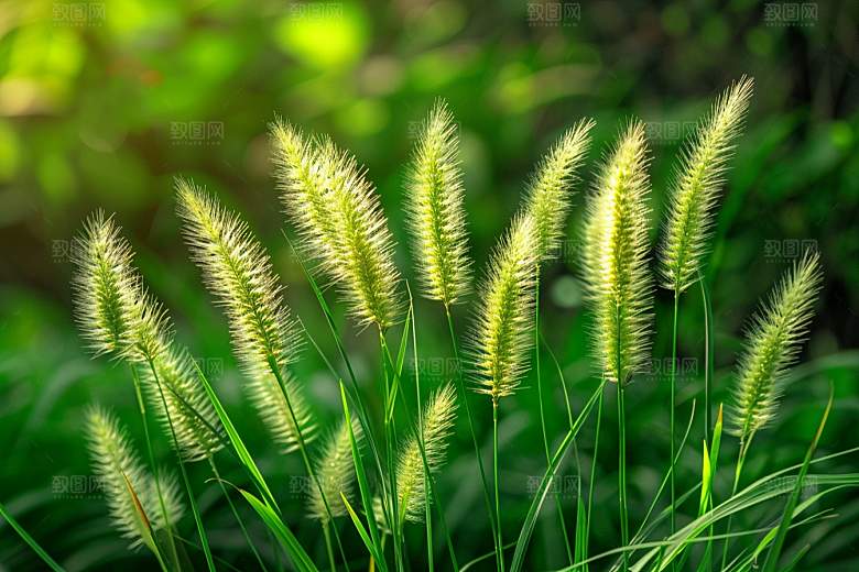 狗尾巴草蓝天白玉草场摄影图